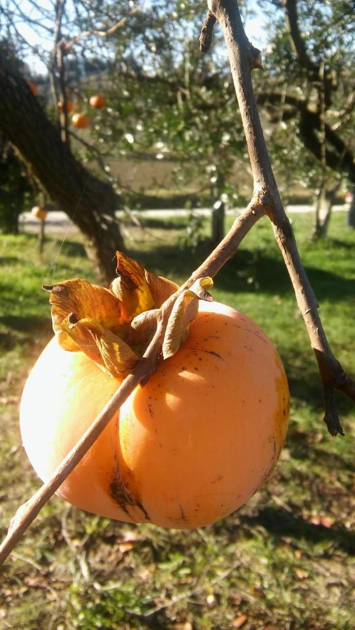 Agriturismo Il Bacucco Montecarotto Extérieur photo